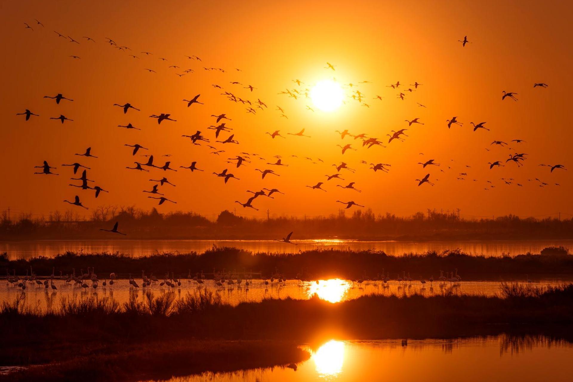 Apartment Flowers House - Host Solution *